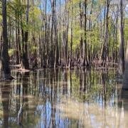 images/terrain/bayou-01.jpg