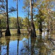 images/terrain/bayou-03.jpg