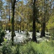 images/terrain/bayou-05.jpg